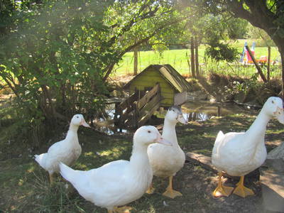 Bild 4 aus  Ferienhof Pfisterer