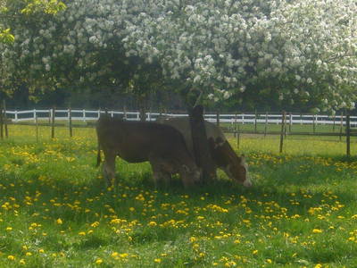 Bild 21 aus  Allgäu Bergferienhof
