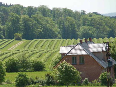 Hof im Johannisbeerfeld