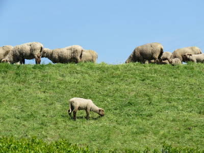 Bild 24 aus  Feriendorf Altes Land Verwaltungsgesellschaft mbH