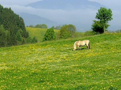 Bild 22 aus  Haberlhof