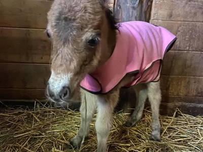 Bild 8 aus  Ferien-Landhaus-Isolde