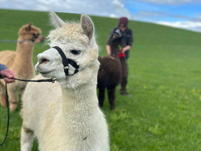 Bild 26 aus  Ferienhof Weißenbach