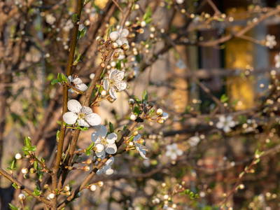 Bild 12 aus  Hollerhof-Oderbruch