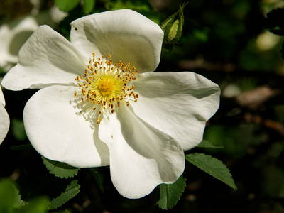 Bild 14 aus  Hollerhof-Oderbruch