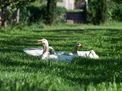 Bild 14 aus  Schloss Englar ****