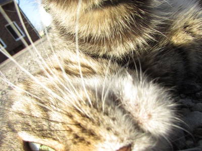 Bild 15 aus  Ferienbauernhof Mau