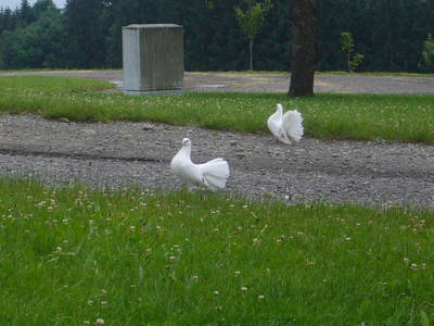 Bild 85 aus  Allgäu Bergferienhof