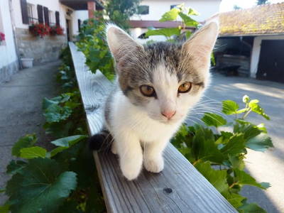 Katze im Gutshof Gut Feuerschwendt