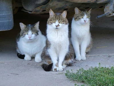 Bild 28 aus  Steinerhof