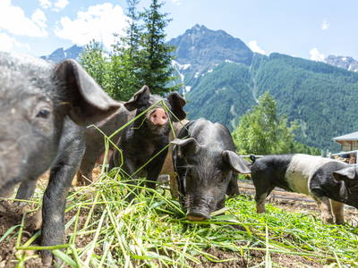 Bio-Schweinehaltung am Jörgnerhof - Stelza Nature Chalet