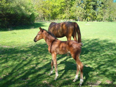 Bild 16 aus  Thomsdorf Sommerland