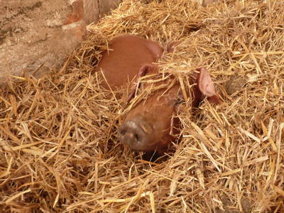 Bild 15 aus  Grenzer Ökohof