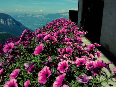 Bild 9 aus  Wastlhof  Urlaub auf dem Bauernhof