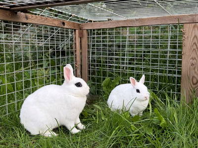 Bild 8 aus  Georgihof