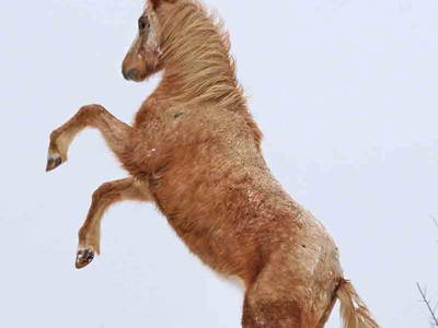 Bild 22 aus  Fenwick Farm