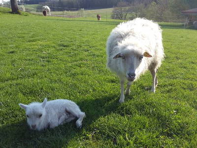 Bild 6 aus  Ferienhof Bohn