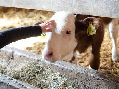Bild 8 aus  Ökoferienhof Retzbach