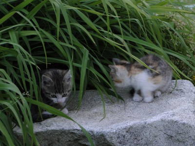 Bild 19 aus  Birkholmhof - mit Biopool und Hot-Tub Whirlpool - für  Familien und Gruppen