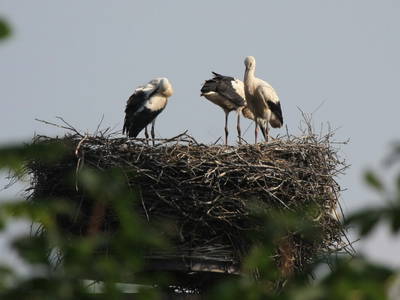 Bild 24 aus  Schamper Mühle