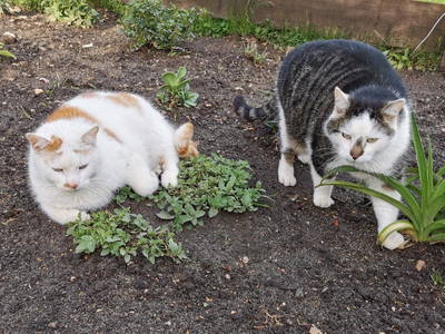 Bild 34 aus  Leverenzhof