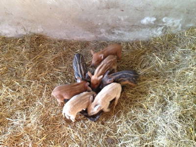 Bild 6 aus  Hannas Ranch