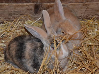 Bild 5 aus  Ferien im Landhaus  Killinger