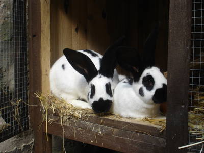 "Hast'e mal ne Möhre"