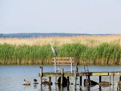 Bild 3 aus  1a Usedom Urlaub