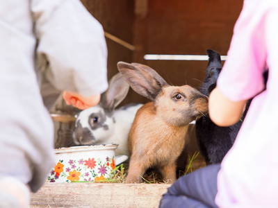 Kaninchen Füttern - Ferienhof Sinz - Bild: Julie Baaske www.whiite.space