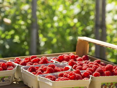 Bild 28 aus  Bio-Obstgut Oberhof