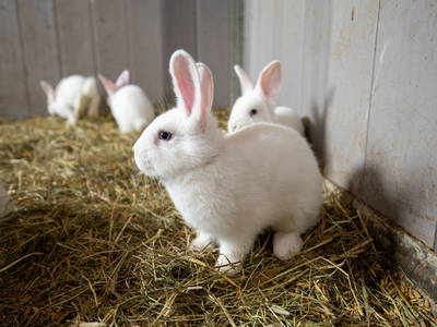 Bild 28 aus  Wofahanslhof