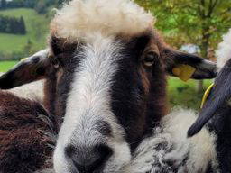 Bild 17 aus  Bergbauernhof Aichele