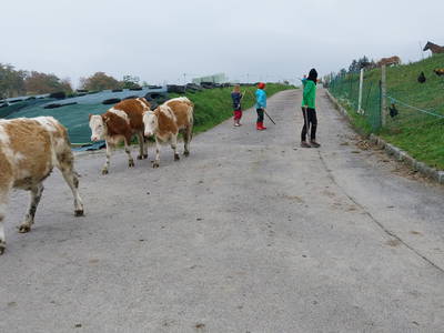 Bild 20 aus  Fuchsbauernhof