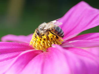 Bild 31 aus  Landhaus Ibs, direkt an der Nordsee