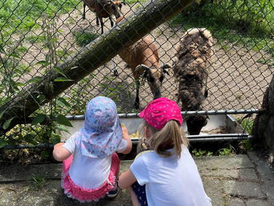 Bild 15 aus  Ferienhof Westermann