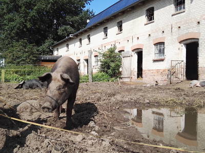 Bild 31 aus  Grenzer Ökohof