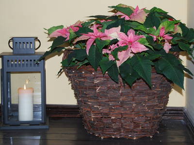 Bild 77 aus  Lindenhof