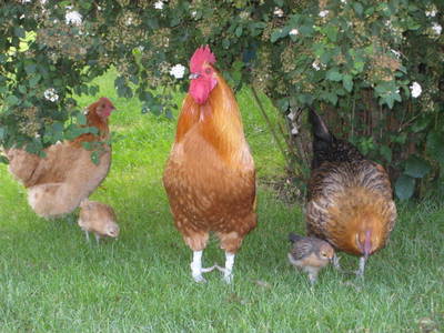 Unsere Hühnerschar