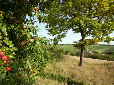 Bild 5 aus  Weingut & Weinhotel Benz