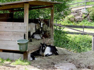 Bild 8 aus  Hasenhof