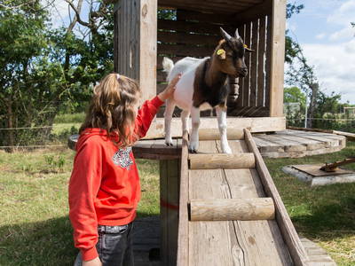 Kuscheltest mit der Zwergziege