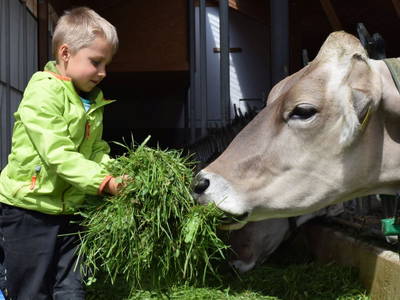 Unsere Kühe freuen sich über Besuch