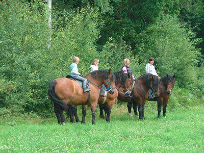 Bild 11 aus  Ferienhof Pauli