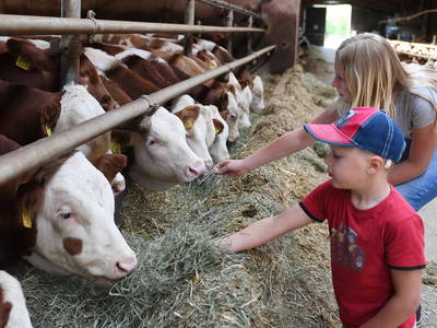 Bild 7 aus  Ferienbauernhof Schuler