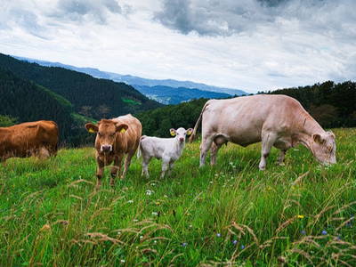 Bild 6 aus  Friedershof