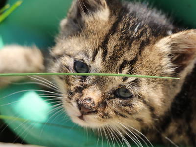 Bild 20 aus  Doasahof