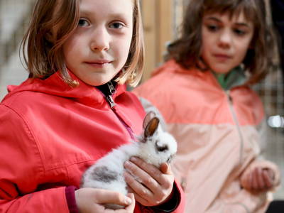 Kaninchen streicheln