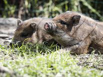 Bild 24 aus  Bachmannhof