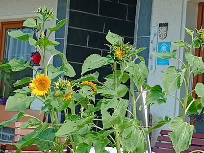 Insektenliebende blühende Pflanzen vor jeder Hütte